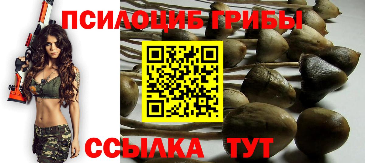Псилоцибиновые грибы Cubensis Обь